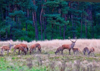 Le Cerf natuurhuisje Emst